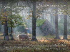 Świnie w lesie – czego uczy nas tradycyjna wiedza ekologiczna