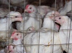 Koniec hodowli w klatkach? Bruksela szykuje nowe przepisy