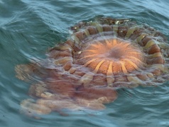 Tajemnicze istoty pojawiają się w morzu, ważą nawet 20 kg. Co się dzieje?