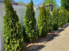 Posadź przy płocie zamiast tui. Jest nie do zdarcia i ma owoce jak perły