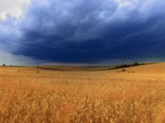 Jest w komórkach macierzystych. Może zrewolucjonizować rolnictwo