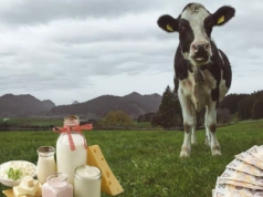 Jaka cena mleka na koniec 2025? Najnowsza PROGNOZA