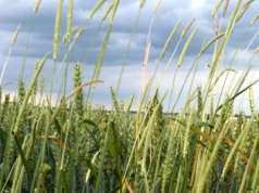 Chwasty jednoliścienne w zbożach. Wyczyniec, wiechlina i stokłosa zwalczanie już jesienią