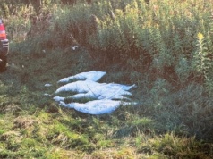 Pomylili łabędzie z gęsiami. Mogą wylądować w więzieniu