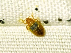 Kosztuje niewiele, a płoszy pluskwy jak dezynsekcja. Wyniosą się raz, dwa