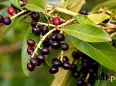 Nie bukszpan, nie tuja – ten krzew podbije Twój ogród!