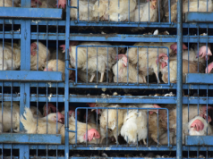 Ukraińcy otworzą kolejną fermę drobiu przy granicy z Polską