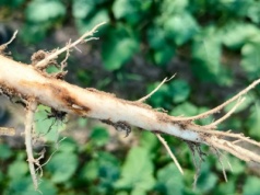 Zaprawy przestają działać – czas na ochronę nalistną