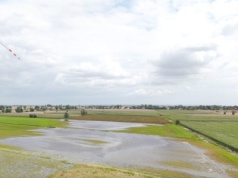 Trudne żniwa na Żuławach. Kombajny w błocie, wątpliwości z szacowaniem szkód