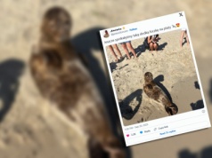 Opublikowała w internecie zdjęcie uroczej foki. Internauci byli oburzeni. "No porażka"