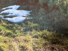 Myśliwi aresztowani po zastrzeleniu chronionych łabędzi. Twierdzili, że pomylili je z gęsiami