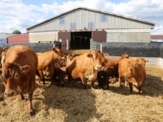 Krowy droższe nawet o 1,40 zł. Jakie są aktualne ceny bydła w Polsce?