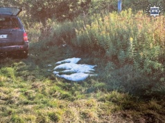 Myśliwi zestrzelili łabędzie. Z dzikami chyba ich nie pomylili?