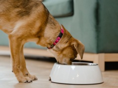 Pilne wycofanie karmy dla psów: może zagrażać zdrowiu zwierząt, trzeba ją natychmiast zwrócić lub wyrzucić