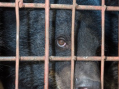 Uwalniają niedźwiedzie przed szczytem klimatycznym COP17. Trzymali je w fatalnych warunkach