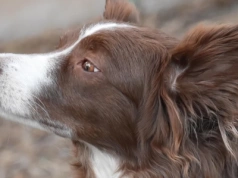Akcesoria dla psów – które naprawdę ułatwiają życie?