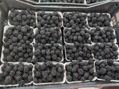 Ceny jeżyn Bronisze (23.09.2025) – od 130 zł w górę, choć...