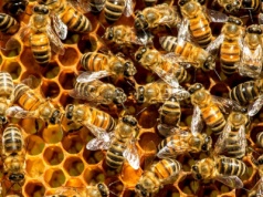 Zamknęli wszystkie pszczoły na wyspie. Efekty dają do myślenia
