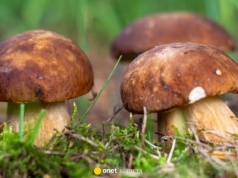 Tak pogoda wpływa na ilość robaczywych grzybów. Mykolog wyjaśnia