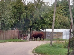 700-kilogramowy byk na wolności! Ludzie w panice, służby w akcji