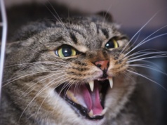 Kot syczy i prycha na ciebie? Lepiej zrób natychmiast te kilka kroków