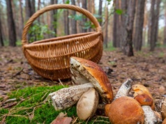 Nawet 5000 zł za zbieranie grzybów. Te miejsca lepiej omijać