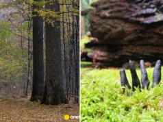 Palce umarlaka wyglądają jak z koszmaru! W lesie łatwo się na nie natknąć
