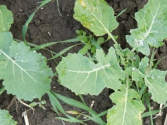 Chwasty w rzepaku? Sprawdź, kiedy wykonać korektę powschodową