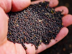 Europa zmniejszy import rzepaku z Ukrainy do najniższego poziomu od czterech lat