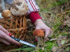 Nie zbieraj tych grzybów. Leśniczy cię namierzy i wlepi kilka tysięcy złotych mandatu