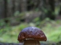 Oszuści w sieci „wyrastają” jak grzyby – zamiast podgrzybków można stracić pieniądze