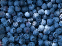 Popularność borówek rośnie. Historyczny rekord