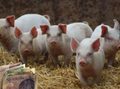 Jakie będą ceny świń na koniec 2025 roku? Oto prognoza analityków