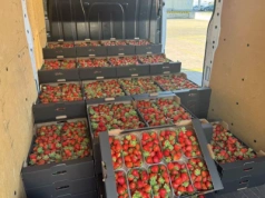 Ceny truskawek Bronisze (24.09.2025) – 20 zł za kilogram to najczęściej spotykana stawka