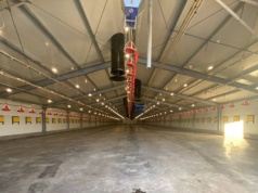 Weterynaria opóźnia decyzje o ponownym wprowadzeniu zwierząt do kurników i chlewni?