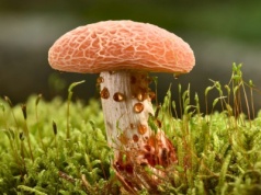 Te grzyby są pod ścisłą ochroną. Za zebranie możesz dostać wysoki mandat