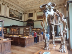 Muzeum Historii Naturalnej w Wiedniu – fascynująca podróż przez miliony lat ewolucji
