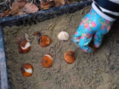 Ten prosty trik ochroni cebulki kwiatów przed nornicami