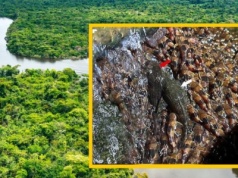 To absolutny fenomen: Ryby wspinają się po wodospadzie. Zobacz, jak to robią!