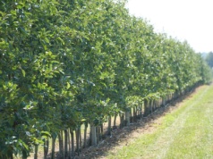 Zabiegi pozbiorcze w kwaterach Gali