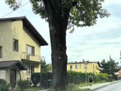 Mieszkańcy martwią się o los pomnika przyrody. W czasie wichury może się złamać