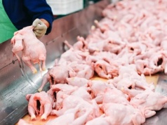 Polska już nie jest krajem wolnym od ptasiej grypy. Co zrobią Chińczycy?