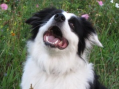 W sobotę odbędzie się wydarzenie dla miłośników psów