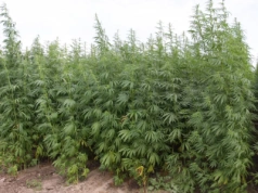 Uprawa konopi w Polsce – kiedy jest legalna?