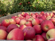 Ukraina importerem netto jabłek w całym sezonie, a Polska ich największym dostawcą