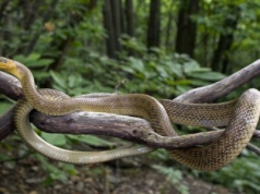 Wpełzają na drzewa w Polsce i na nich wiszą. Leśnicy pokazali zdjęcia
