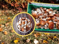 Pokazali, co dzieje się w lasach. "Nieludzki wysyp"