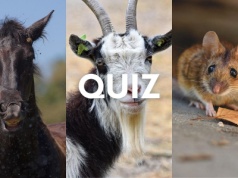 Quiz o przysłowiach! Znasz powiedzonka o zwierzętach? Trzeba mieć maksa