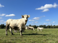 W skupach ceny byków idą w dół. Obniżki sięgają nawet 1 zł