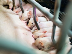 Rynek tuczników i macior pod presją. Gwałtowny spadek notowań